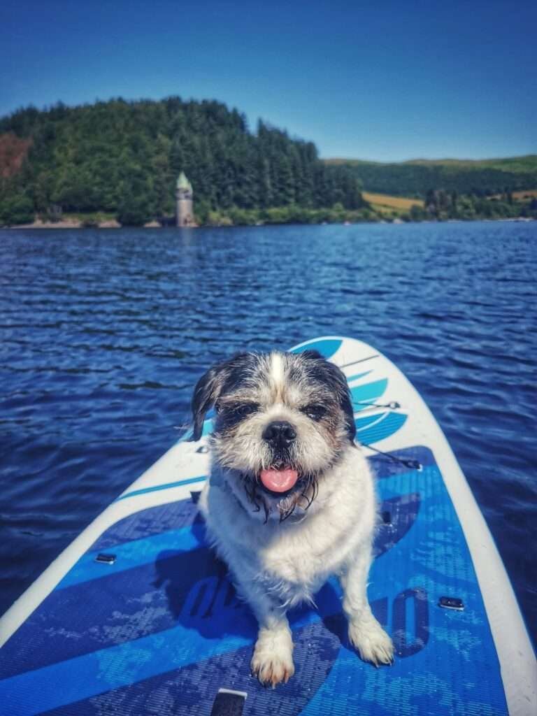A phot of a pug on a paddleboard