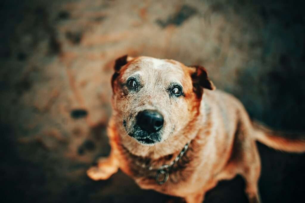 Close-Up Photo of old Dog