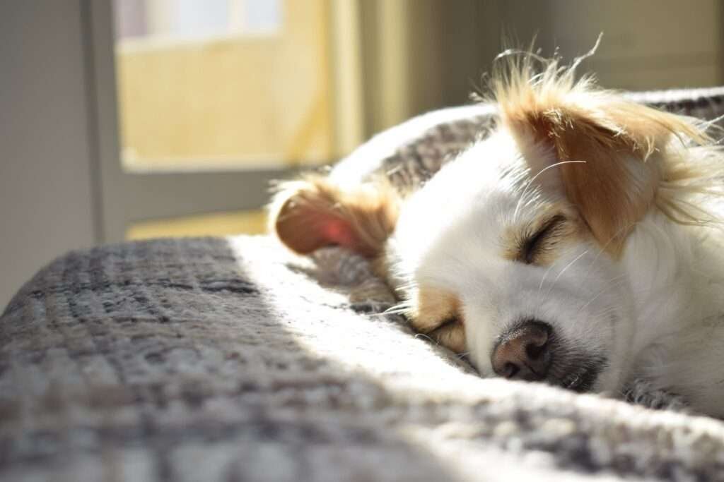 Closeup Photography of Adult Short-coated Tan and White Dog Sleeping on Gray Textile during Daytime
