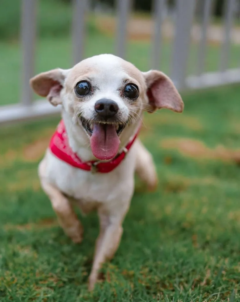 Portrait of Cute Chihuahua wearing a red bandana.
