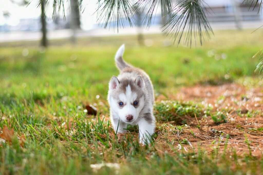 White and Grey Puppy on Grass                                                   