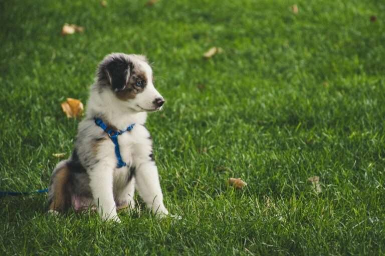 Puppy Training 101: Basic Commands Every Dog Should Know