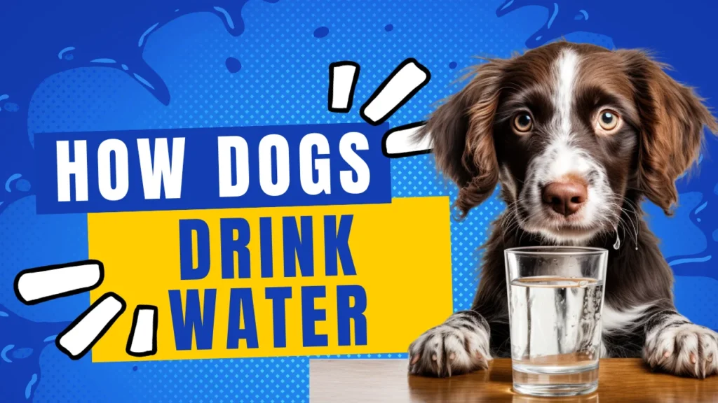 A spaniel dog sitting in front of a glass of water. Text to the left says, "How Dogs Drink water."