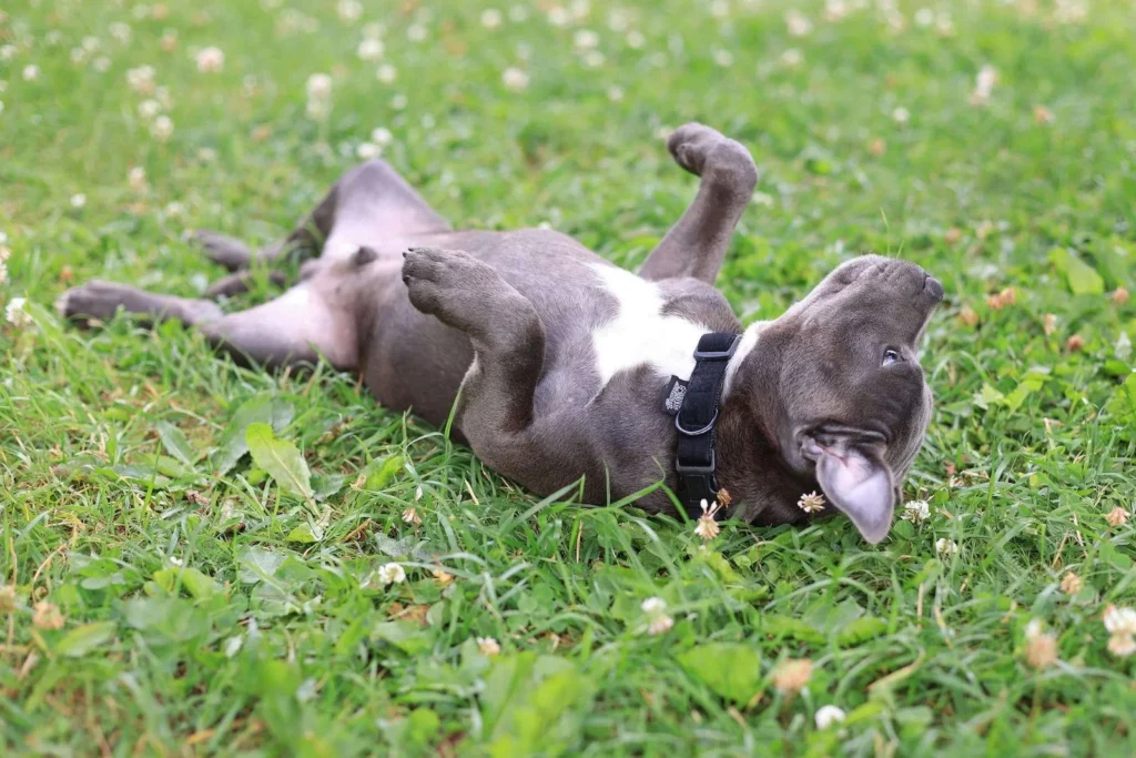 Staffordshire Bull terrier rolling over in grass.