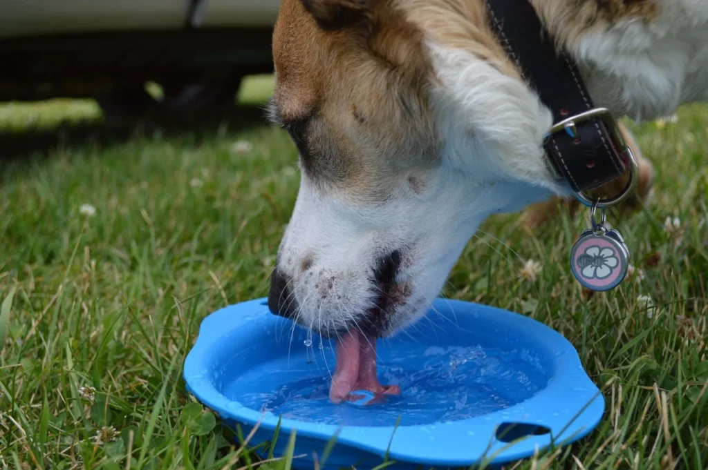Close up photograph of a White and Brown Short Coated Dog drinking from a blue plastic bowl