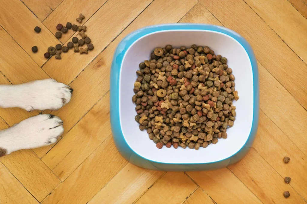 Overhead Shot of Dog Food in a White and Blue Bowl