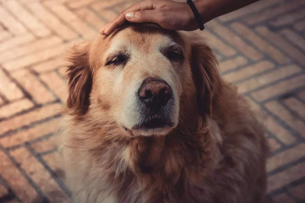 Photo of Person Petting an old golden retriever dog