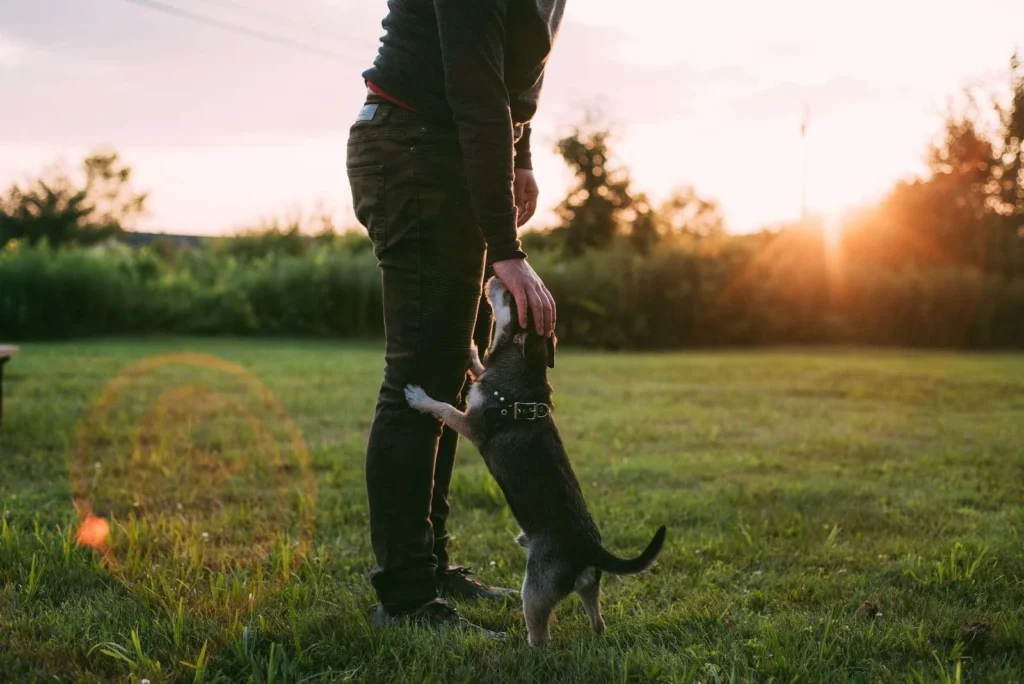 Photo of a Jack Russell dog jumping up on a man's leg. the man has his hand on the dog's head. The photo is taken in a field with the sun rising in the background.