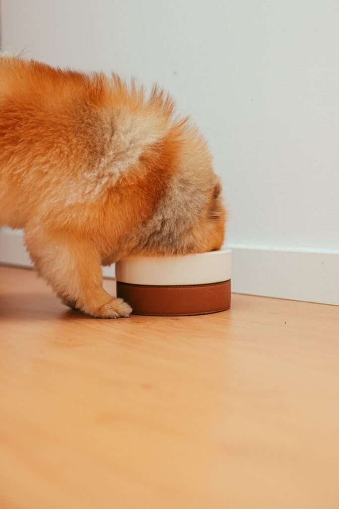 A puppy eating from a bowl on a wooden floor,